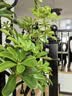 叹为观止大型植物发财树各种大颗盆栽开业乔迁客厅办公室内好养大型花卉 造型鸭脚木【1.5-1.7米】 含盆 实拍图