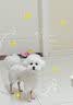 HELLOJOY狗狗零食大礼包960g成犬幼犬通用训狗奖励零食 鸭肉绕雪梨1.92斤 实拍图