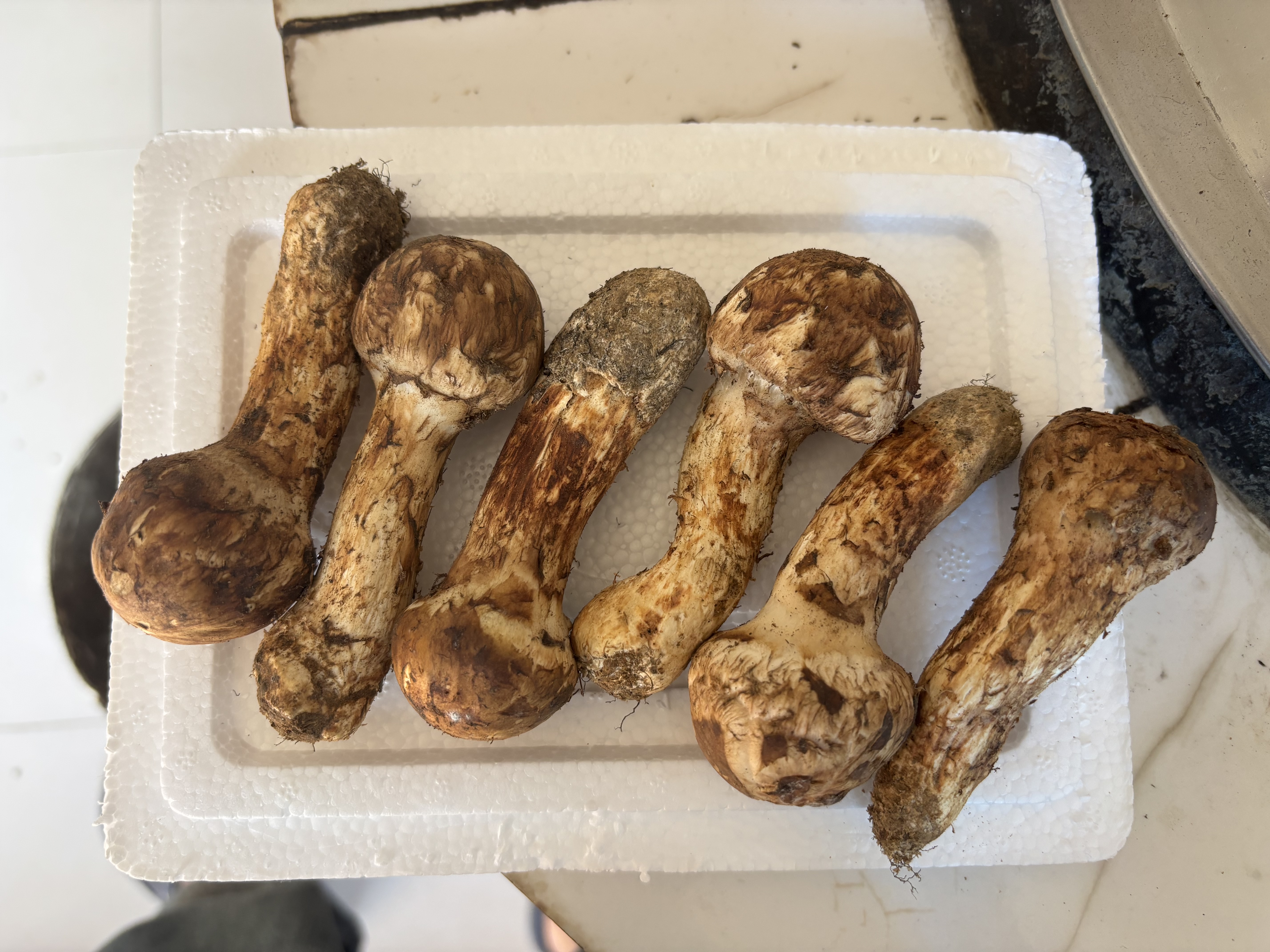 京鲜生X云芳斋云南香格里拉新鲜松茸5-7cm净重150g菌菇特产源头直发 实拍图