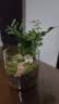 八芽趣味鲜活苔藓微型景观创意室内桌面生态绿植盆栽盆景懒人好养植物 山野人家A款-礼盒定制款 带玻璃杯 实拍图