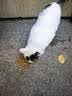 皇家猫粮 成猫猫粮 户外成猫 O30 通用粮 12月以上 4KG 实拍图