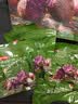 京东京造鲜蒸抗饿小紫薯600g即食粗粮减脂零食代餐无添加开袋即食低卡健康 实拍图