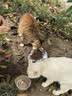 伯纳天纯经典系列通用蓝猫金渐层美短成猫猫粮毛球管理10kg/20斤 实拍图