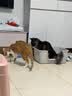 皇家猫粮 幼猫猫粮 幼猫奶糕 K36 通用粮 4-12月 2KG【宠物金选】 实拍图