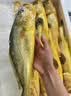 三都港 冷冻三去黄花鱼700g/2条装 新鲜大黄鱼生鲜鱼类 深海鱼 海鲜水产 实拍图