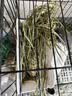 喜帅26年头茬精品烘干提摩西草500g 提草荷兰猪龙猫兔子磨牙牧草兔粮 实拍图