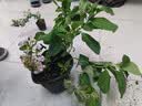 绣球花苗无尽夏带花苞四季开花绣球花盆栽庭院好养花卉植物室内花 无尽夏【大花绣球-无尽星河】 精品大苗【花期带花苞】原盆宽18cm高45cm 实拍图