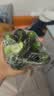 京喜加寿光新鲜无刺水果小黄瓜小青瓜脆甜荷兰脆嫩生吃黄瓜蔬菜 水果黄瓜 3斤 （净重 2.7斤 ） 实拍图