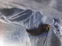 奥克斯（AUX）小冰箱家用小型迷你冷藏冷冻两用出租房宿舍用节能省电寝室办公室电冰箱 【净化去味】146灰色【高效保鲜 铜管速冷】30L 实拍图