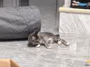 皇家猫粮 幼猫猫粮 幼猫奶糕 K36 通用粮 4-12月 4.5KG 实拍图