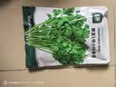 北蔬 小叶香菜种子苗浓香芫荽四季蔬菜籽 寒圣1号小叶香菜籽种子250g 实拍图
