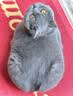 伟嘉猫粮成猫全价猫粮亮毛蓝猫均衡营养10kg海洋鱼夹心粮【原料透明】 实拍图