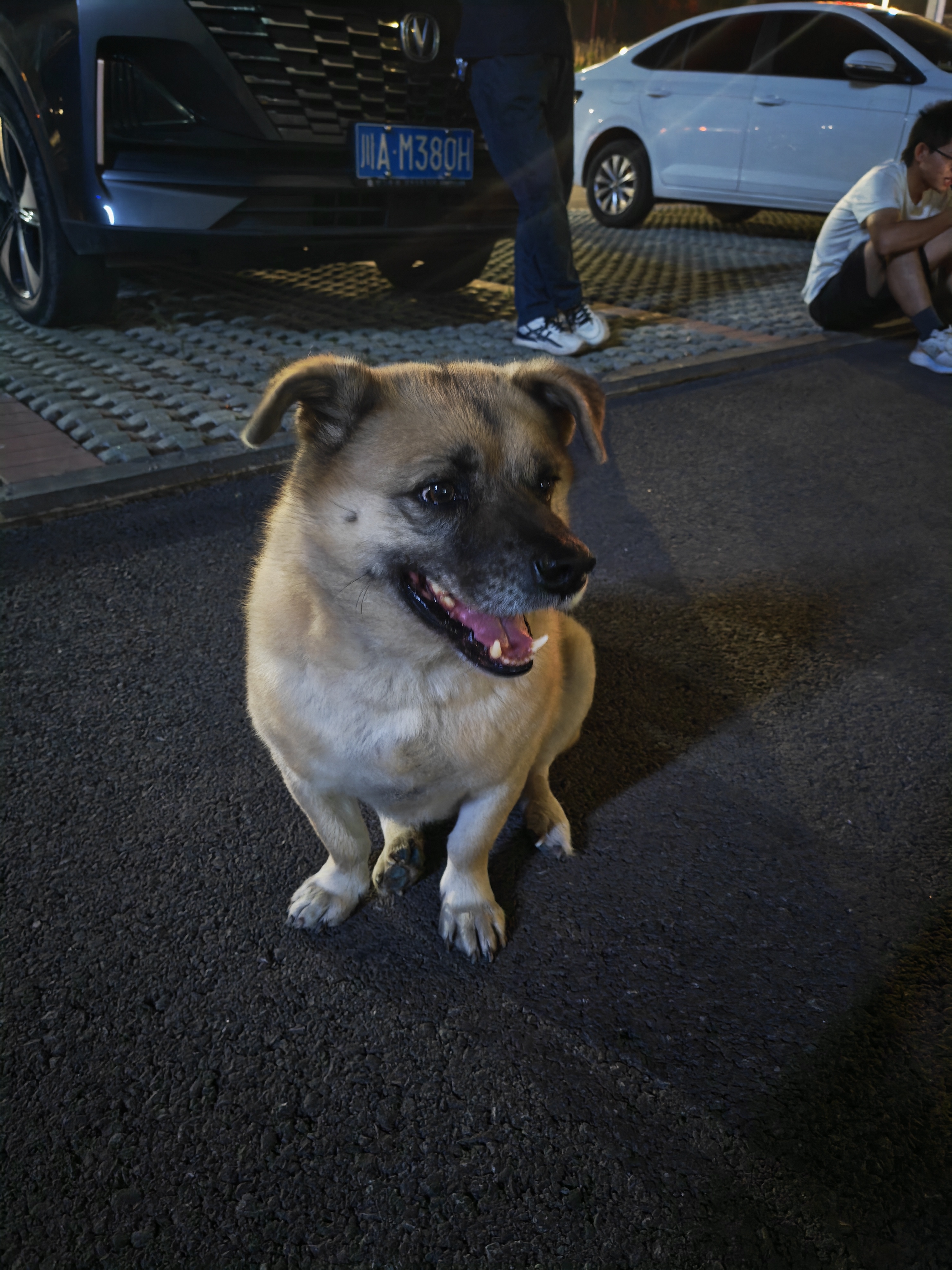 朗亲狗粮冻干双拼金毛泰迪成犬幼犬小中大型犬通用型狗干粮7.5kg 实拍图