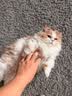 伟嘉主食猫罐头软包 猫主食餐包湿粮 进口成猫妙鲜包85g*12混合味 实拍图