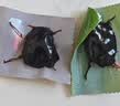 京东京造九蒸九晒有机黄精500g 即食茶中药材滋补养生男女肾茶饮九华山 实拍图
