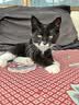 迪尤克（DIYOUKE）全价猫粮 幼猫成猫通用猫干粮 低盐鲜肉美毛 鱼肉味猫粮10kg 实拍图
