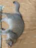 喵达（Meowstard）纯鲜肉冻干三文鱼粒0添加猫零食增肥发腮磨牙猫粮全期宠物食品70g 实拍图