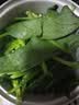 大菠菜300g 实拍图