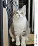 instinct进口猫粮百利无谷鸡全猫幼猫干粮11磅/5kg 实拍图