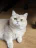 WEYES冻干鸡小胸500g桶装宠物猫狗零食肉干营养高蛋白适口性好 实拍图