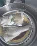 仙泉湖三去白蕉海鲈鱼1斤/条净膛刺少肉厚珠海特产500g海鲜中秋生鲜食材 实拍图