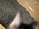 艾禾美（ARM&HAMMER）铁锤猫砂尘控低敏28磅膨润土钠基矿石猫沙矿砂进口猫用品除臭低尘 实拍图