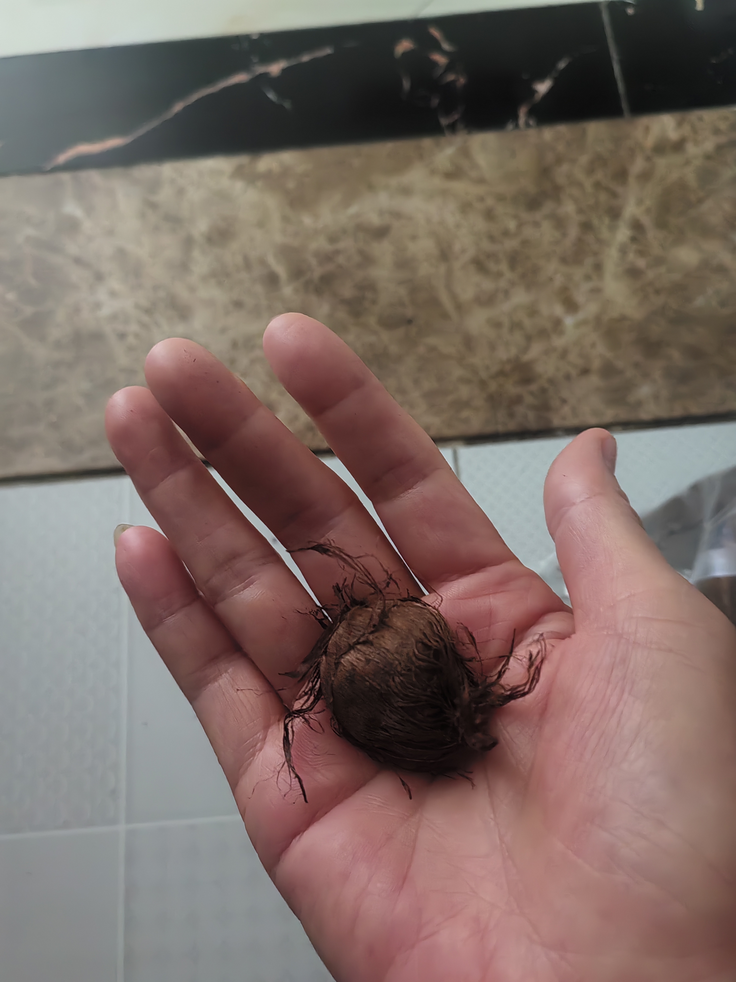 正宗山东牛奶小芋头礼盒芋头芋艿香糯新鲜现挖当季蔬菜过节送礼 牛奶小芋头带箱2斤 实拍图
