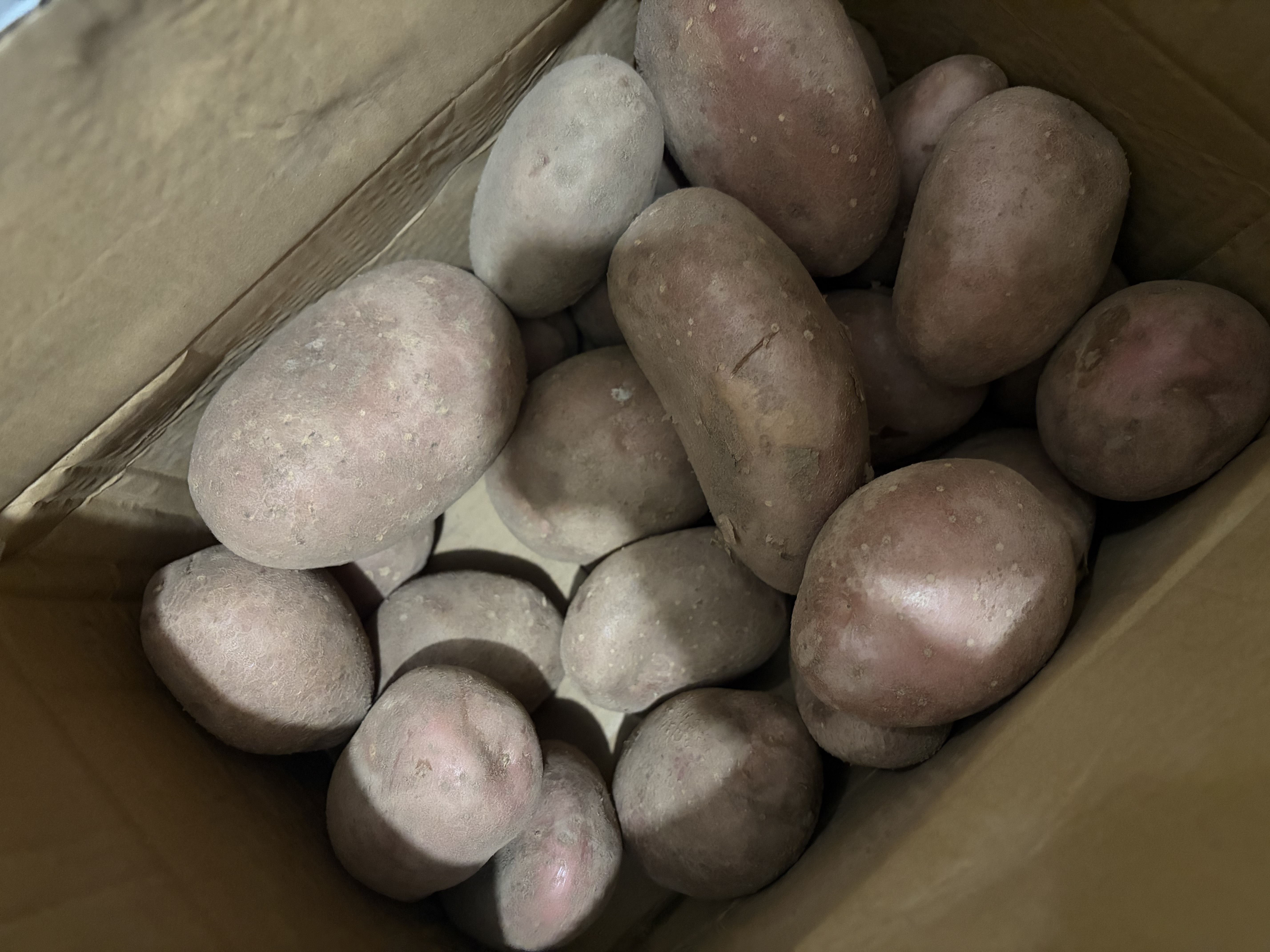 河北红皮大土豆新鲜黄心土豆现挖洋芋地蛋马铃薯粉面火锅批发 红皮土豆大果 9斤净重 【单果150g+】 实拍图