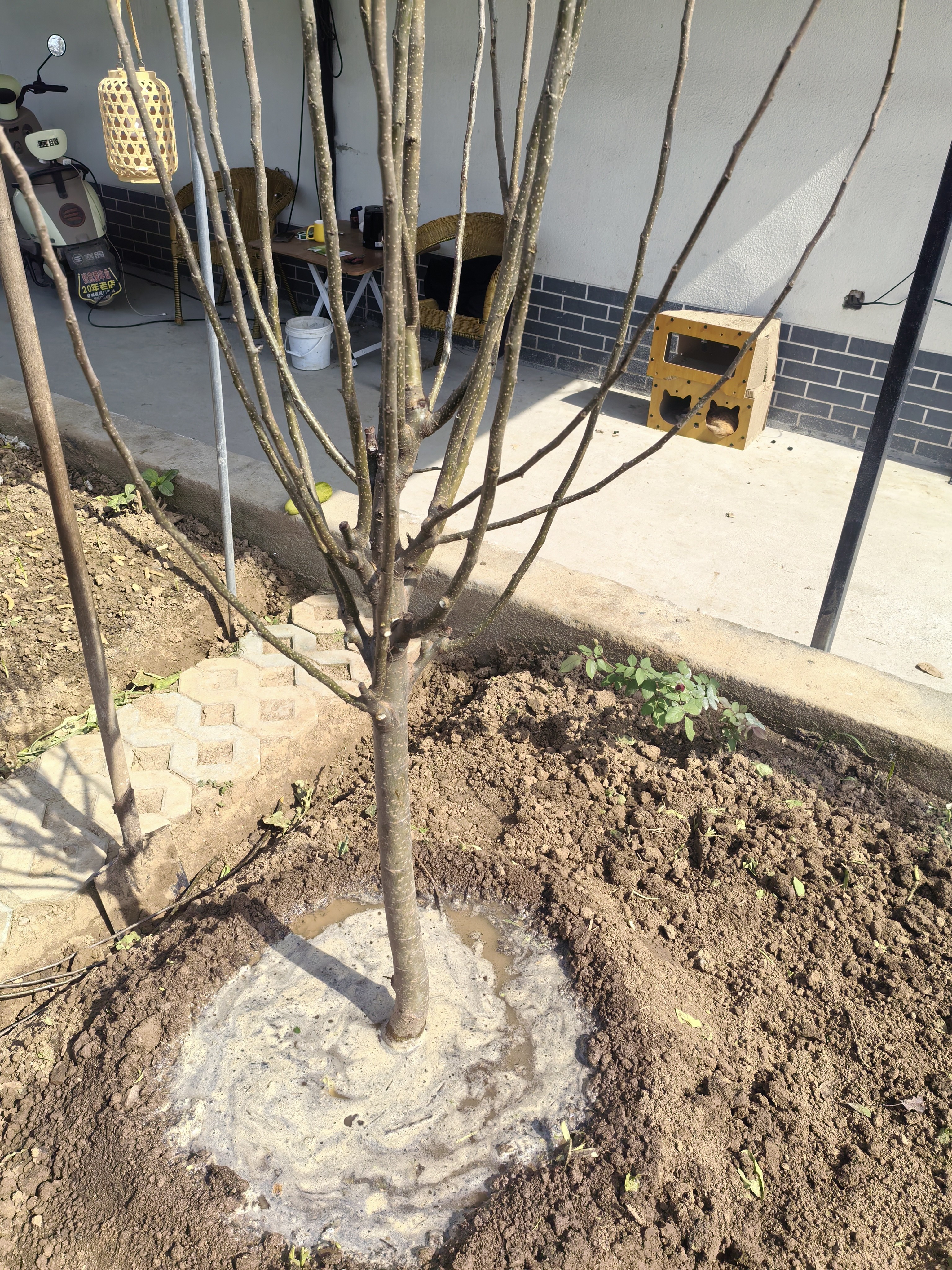 乐途特大苹果树果苗红富士四季种植树苗 苹果树【7公分粗】源头直发 实拍图