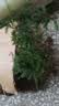 文竹盆栽绿植花卉盆景植物室内客厅水培文松云竹文竹大苗四季常青 小文竹【1颗】原盆原土球发货 高度15-25cm 实拍图