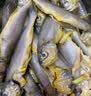 三都港 三去黄花鱼500g/3条装小黄鱼 深海鱼生鲜鱼类 烧烤食材 中秋海鲜 实拍图