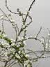 蓝桂圆雪柳鲜枝 干枝水培开花 内客厅插花好养易活70-80CM20枝源头直发 实拍图