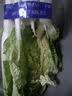 【火锅季】带根香菜100g 实拍图