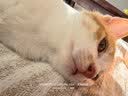 KimPets猫咪航空箱猫包外出便携猫笼子猫箱狗狗托运箱车载狗笼宠物太空舱 蒂安绿S 12斤内猫犬 【加厚耐磨】 送隔尿底板 实拍图