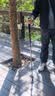 Naturehike挪客晴雪Base户外儿童登山杖伸缩男女徒步杖超轻铝合金杖 黑色 实拍图