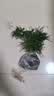文竹盆栽绿植花卉盆景植物室内客厅水培文松云竹文竹大苗四季常青 小文竹【2棵更实惠】原土球发货 高度15-25cm 实拍图