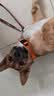 petlimit狗狗脖圈项圈小中大型犬颈圈泰迪金毛狗链脖套宠物用品柔软 桔色M 实拍图