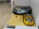 licheers猫狗窝四季小型犬宠物猫咪睡垫秋冬季舒适泰迪中大型犬狗垫子 S号 实拍图