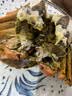 【活蟹】隆上记大闸蟹鲜活现货 全母2.5-2.8两8只 螃蟹鲜活礼盒生鲜去绳足重礼盒 实拍图
