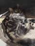 网易严选全价猫粮成幼猫主粮三文鱼亮毛深海鱼虾味1.8kg 【宠物金选】 实拍图