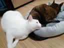 派乐特 猫窝狗窝保暖冬季秋天宠物猫咪毯垫子睡袋 灰色M+头枕 实拍图