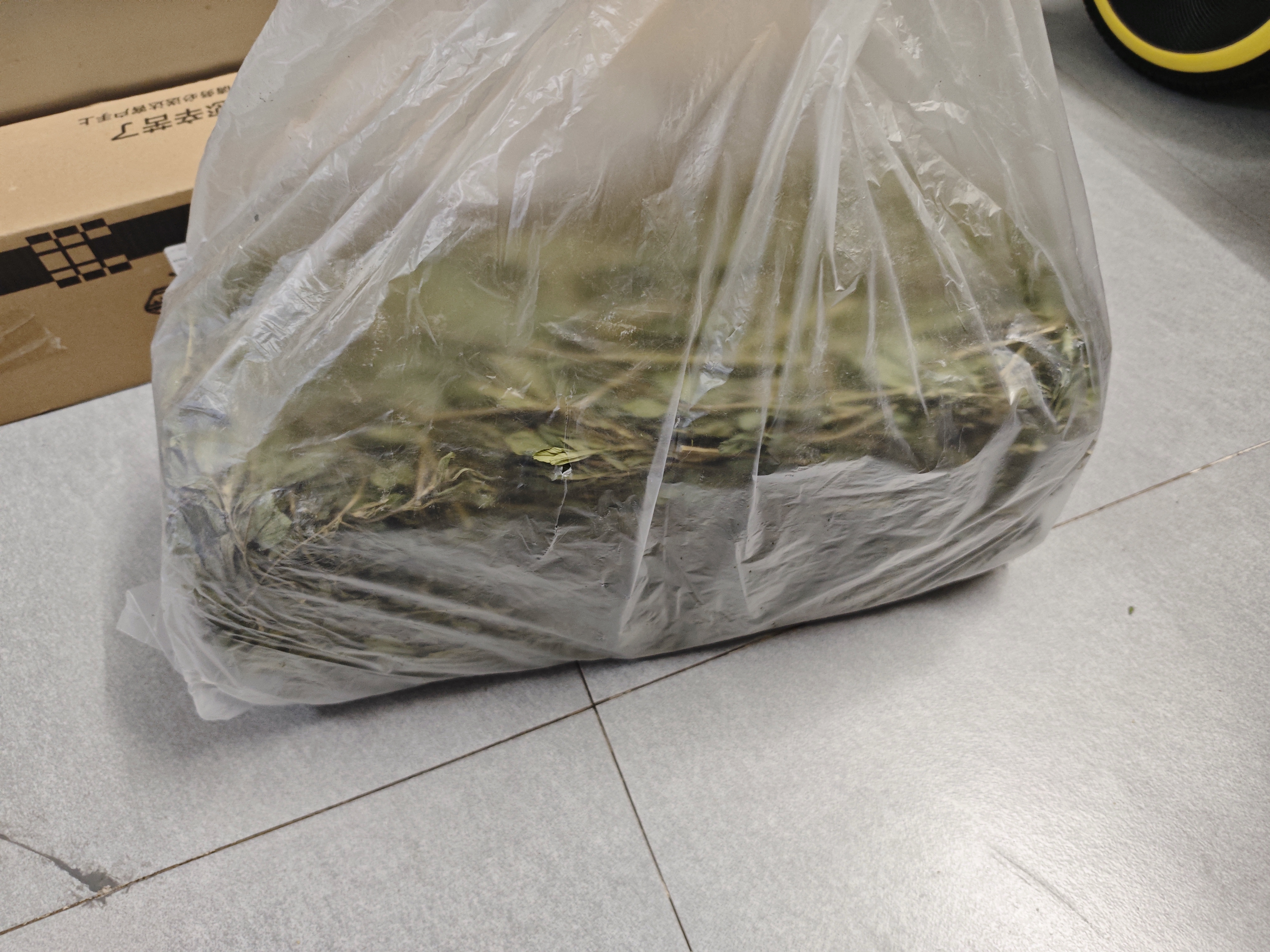 喜帅烘干紫花苜蓿草 幼兔兔粮牧草干草龙猫荷兰猪磨牙饲料净重750g 实拍图