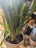 九千谷植物支撑架支撑支架园艺花架阳台爬藤护叶半圆35*70CM 2对装8373 实拍图
