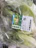 散叶生菜约400g 实拍图