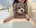 伯纳天纯小型成犬粮泰迪比熊博美天然粮樱桃味狗粮10kg/20斤 实拍图