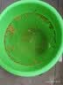 福东海浮小麦500g  泡水煮水浮小麦 搭黄芪干姜片祛湿止汗养生茶 实拍图
