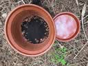 【东东农场专供】陶瓷大花盆家用落地兰花多肉盆紫砂粗砂花盆特价 口径32cm一个盆+托盘 实拍图