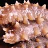 京东京造 大连有机鲜食海参1kg 16-20只固形物90% 辽刺中秋礼品礼盒 实拍图
