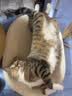 皇家宠物猫粮 幼猫猫粮K36-适用于12月龄50g 实拍图