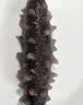 1号会员店（One's Member）大连冷冻海参有机辽参固形物含量大于85%13-17只 500g 实拍图